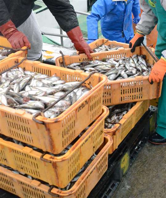 ルポ季節ハタハタ 接岸って何 条件は 水温低下と産卵 秋田魁新報電子版