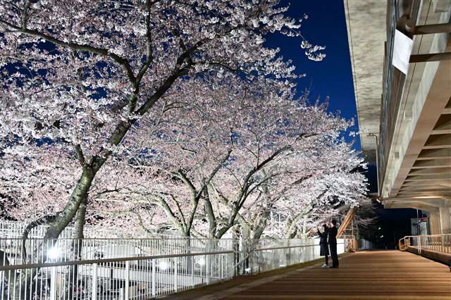夜空に浮かぶピンク色 幻想的 能代市役所の さくら庭 秋田魁新報電子版