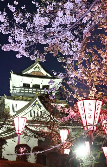 ぼんぼりに照らされて 横手公園の夜桜 幻想的 動画 秋田魁新報電子版