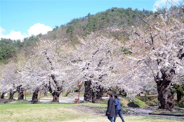 真人公園の２千本 山の桜と共演 横手市増田町 秋田魁新報電子版