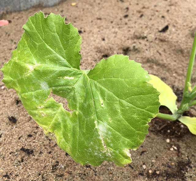 はじめての家庭菜園 うどんこ病 わき芽 生育不良の原因に 秋田魁新報電子版