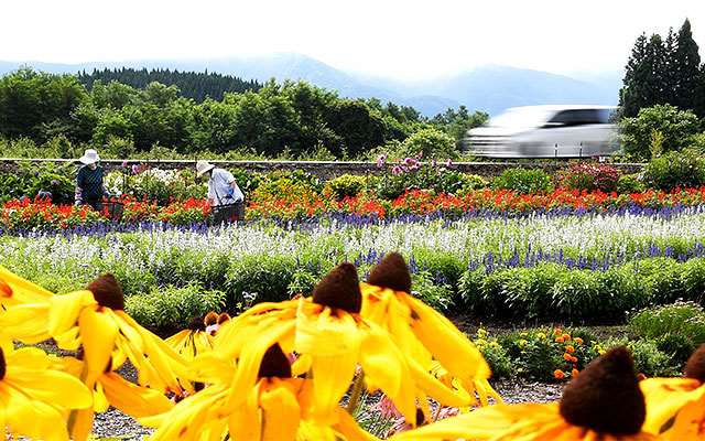 夏映え２０２１ 花畑 鹿角市 かれんで鮮やか 地域のオアシス 秋田魁新報電子版