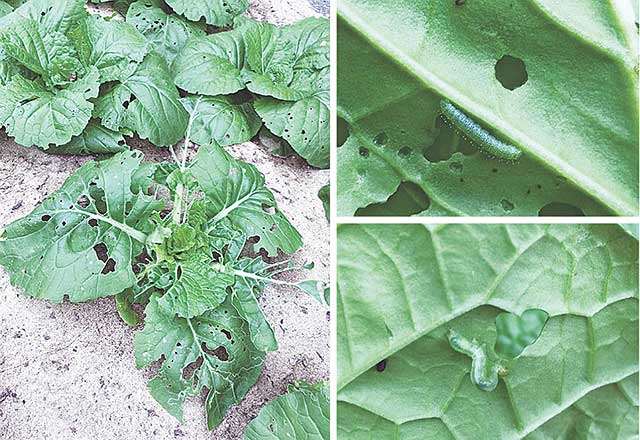 はじめての家庭菜園 ハクサイの害虫被害 防虫ネットで対策を 秋田魁新報電子版