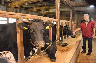 約１４０頭の牛を飼育する板垣さん。新型コロナは畜産業にも打撃を与えている＝１１日午後、由利本荘市烏川