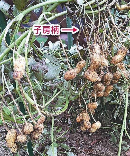 はじめての家庭菜園 ラッカセイの収穫 風通し良い日陰で乾燥 秋田魁新報電子版